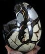 Septarian Dragon Egg Geode - Shiny Black Crystals #36048-3